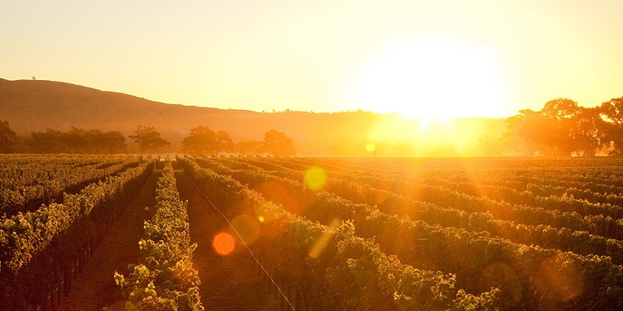 Sun over hill behind vineyard