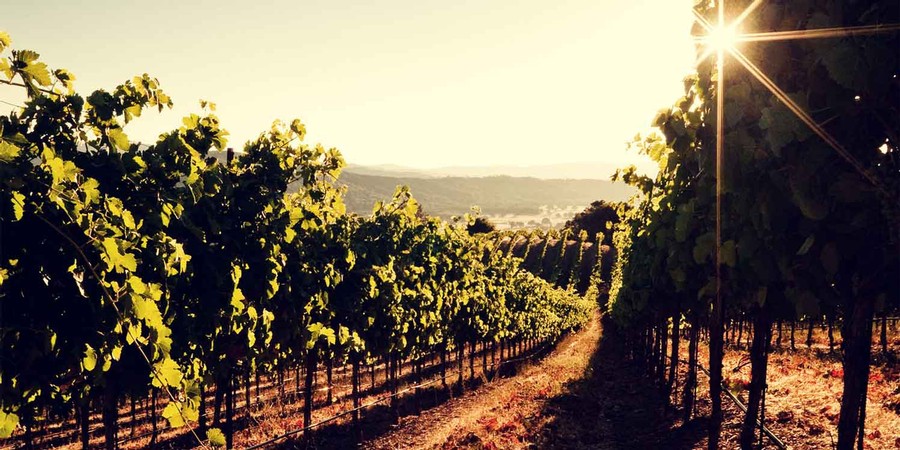 Vineyard rows with sun in the sky