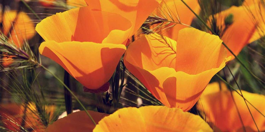 Orange flowers