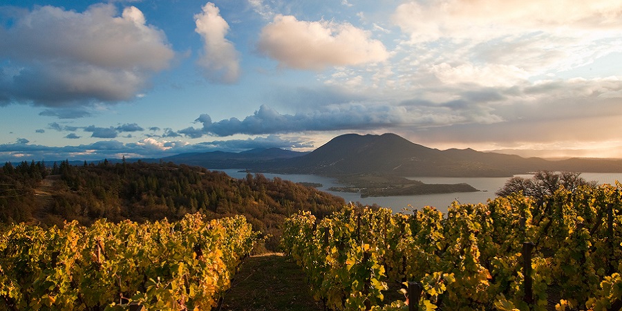 Vineyard with lake and hills in the distance